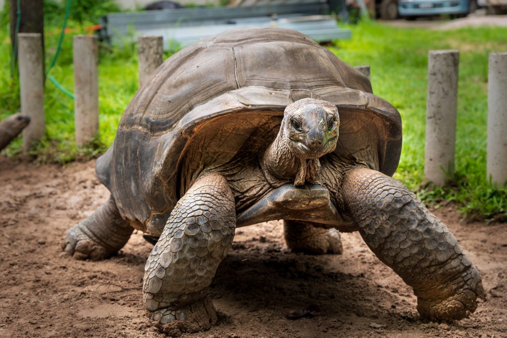 Giant Tortoise DNA Reveals Longevity Secrets 2 Aldabra giant tortoise (Aldabrachelys gigantea) Alibel Tortoise Park Mahe Seychelles 01