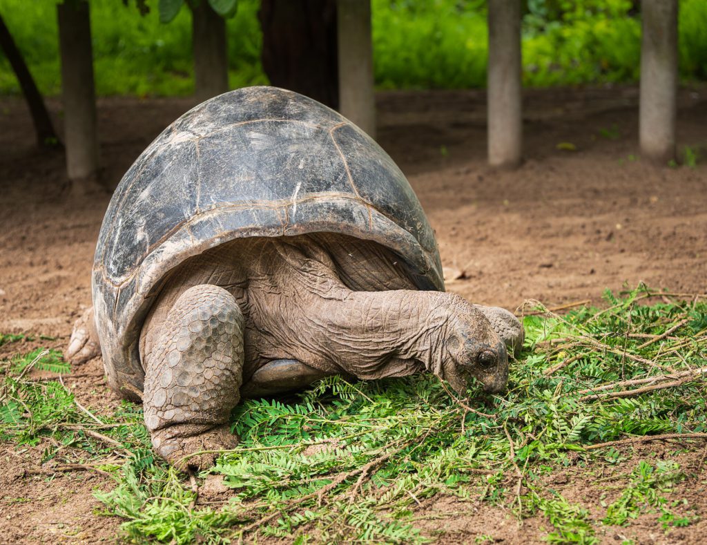 Giant Tortoise DNA Reveals Longevity Secrets 3 Aldabra giant tortoise (Aldabrachelys gigantea) Alibel Tortoise Park Mahe Seychelles 07