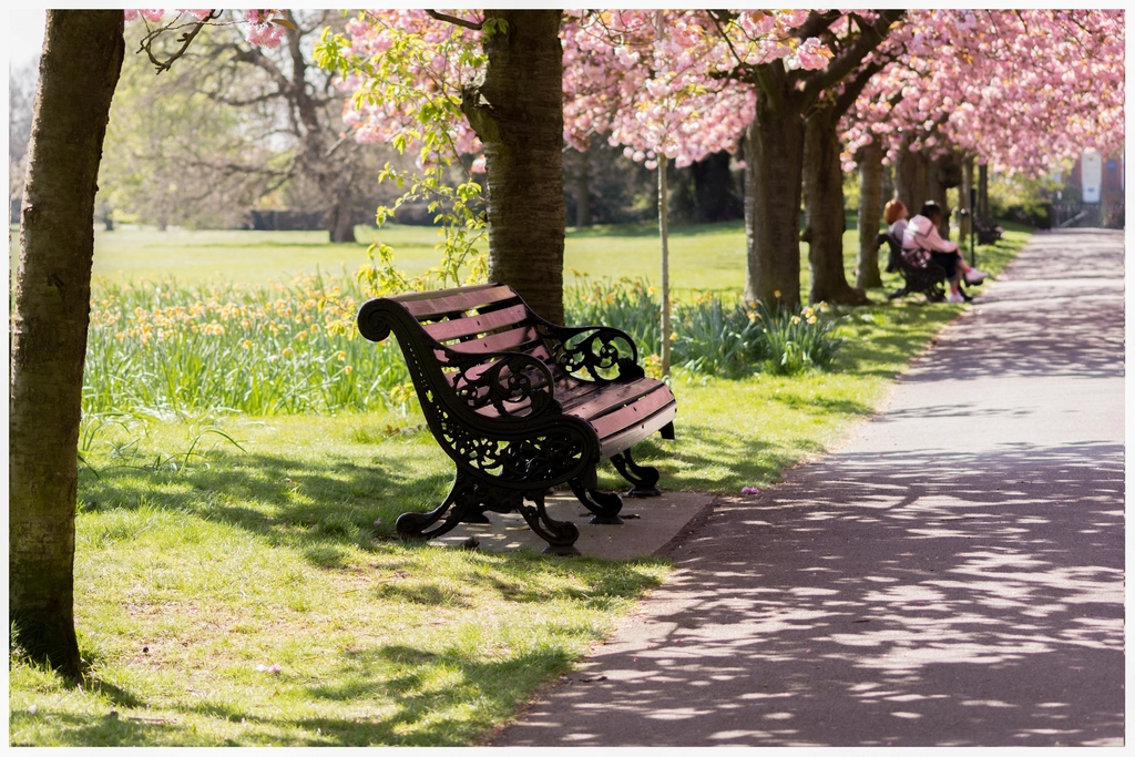 Free empty park bench image