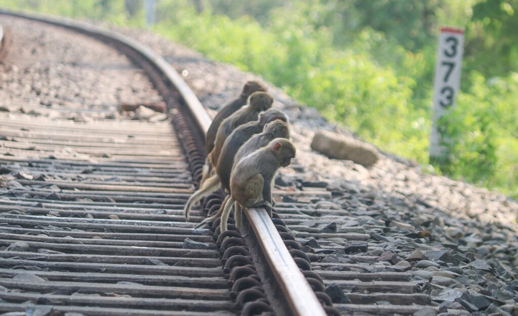 A group of Rhesus Macaque at Hoollongapar Gibbon Sanctuary, Jorhat   Assam