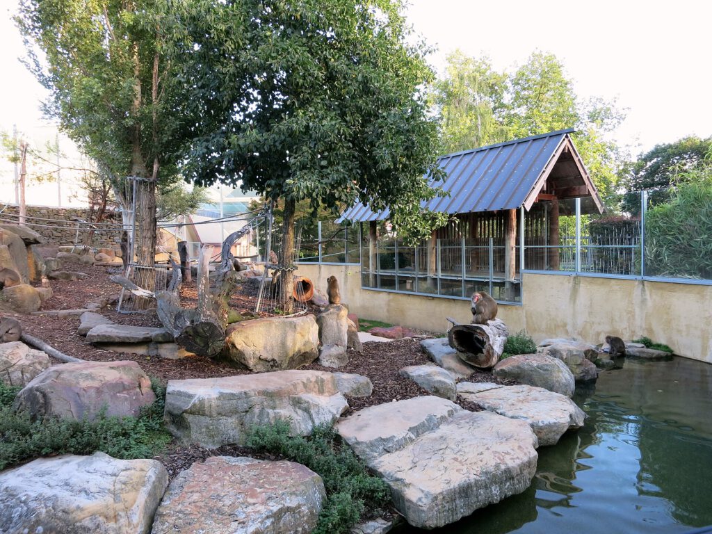Macaque monkey enclosure in City Park Launceston March