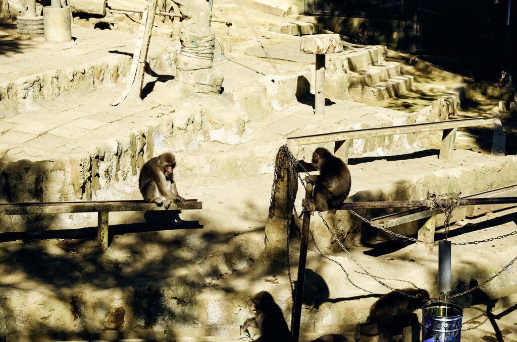 Japanese Macaque Monkeys, in Mt Takao Monkey Park,