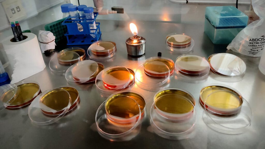 Microscopic view of senescent cells in a laboratory setting