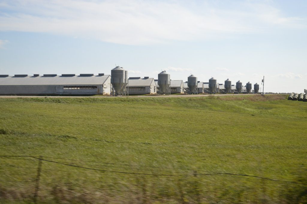 Concentrated animal feeding operation, Missouri (2)