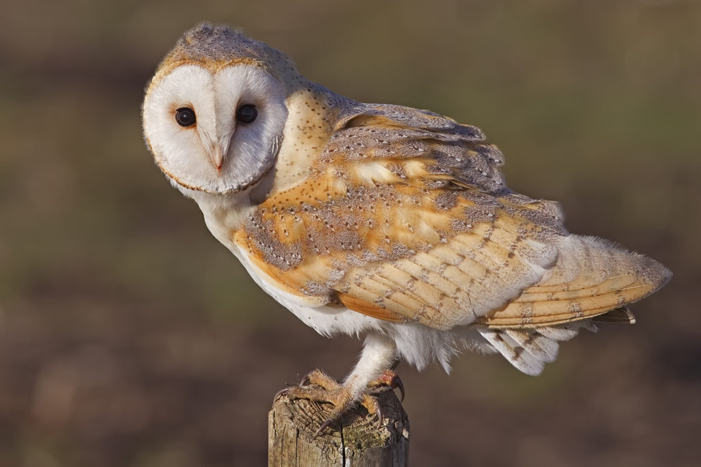 OBOOK Holdings OwlPay Harbor payment processing concept