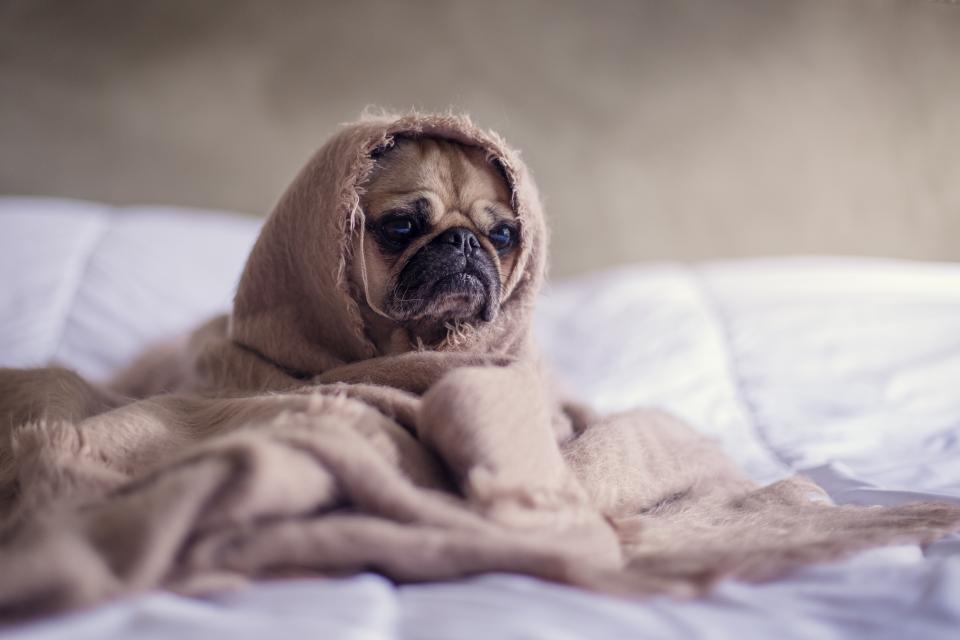 Planning for Pet Care After Death 1 Pug Dog