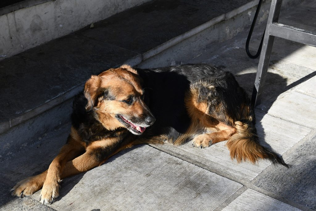 Planning for Pet Care After Death 2 Dog, Sitting, Nafplio