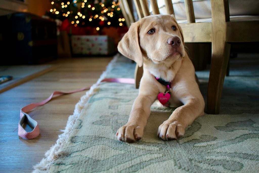 Planning for Pet Care After Death 3 A lovely dog sitting on floor