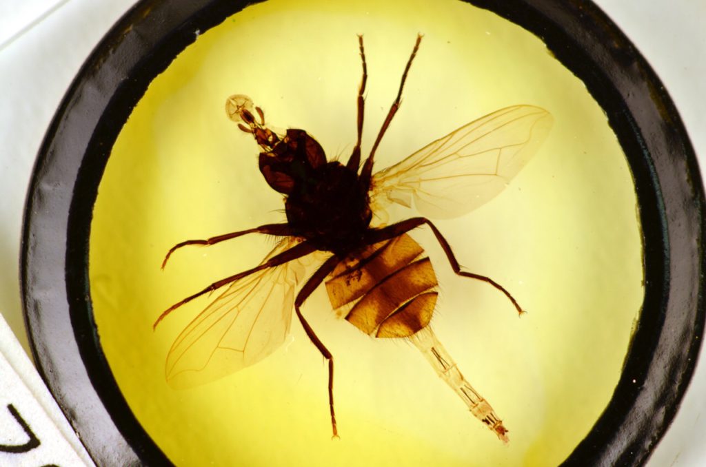 Fly microscope slide