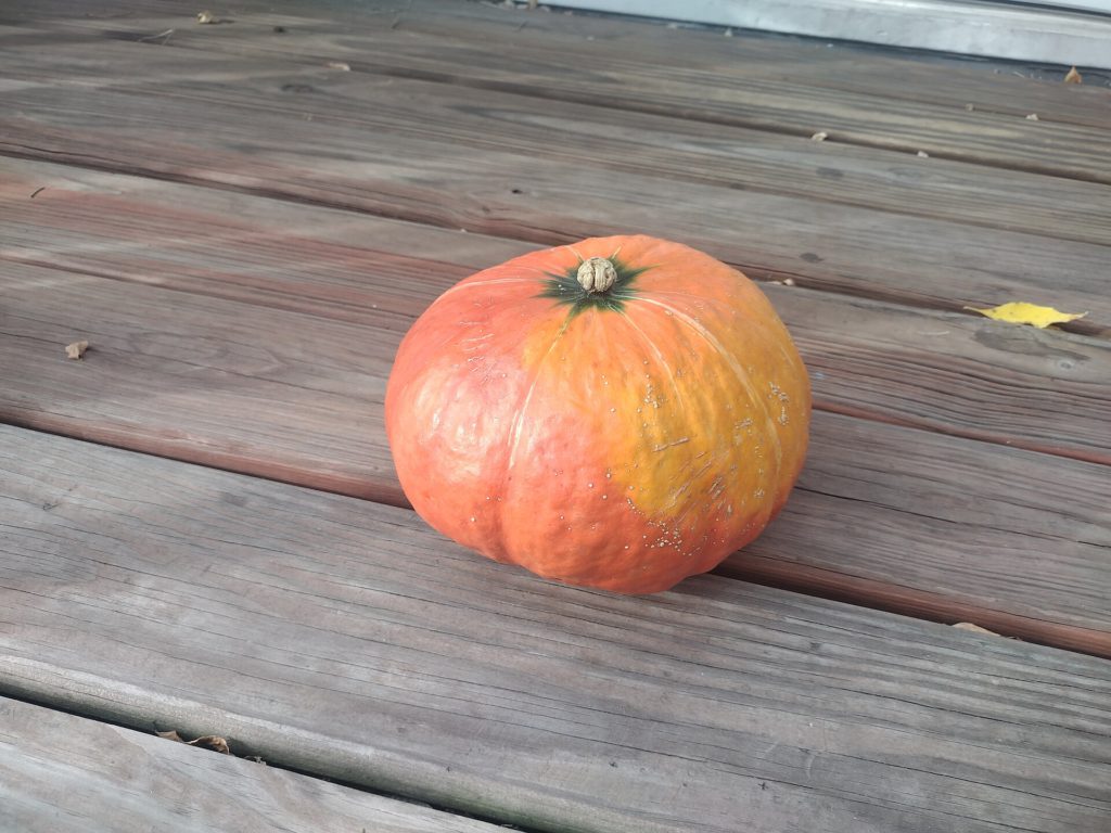 Red Kabocha Squash