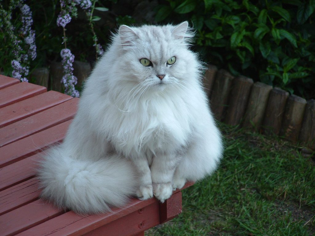 Watkin Fat Cat