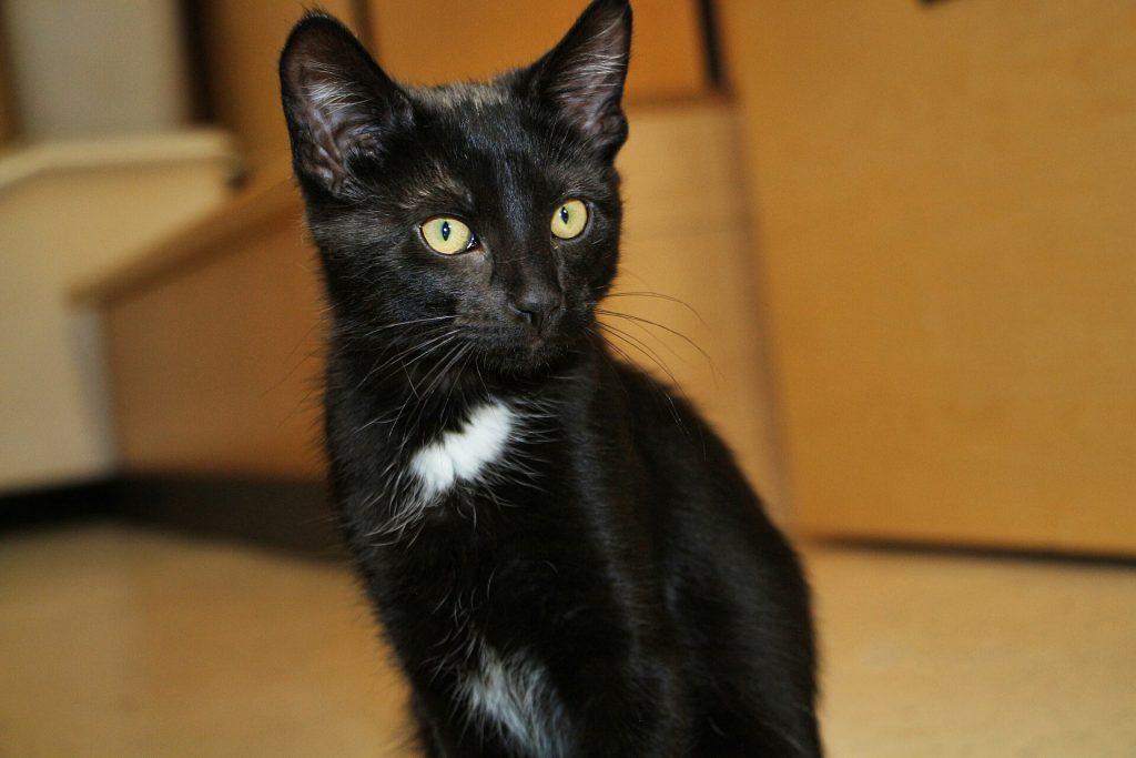 Pansy   SCAT @ Petsmart Adoption Centre (June 6 2016)