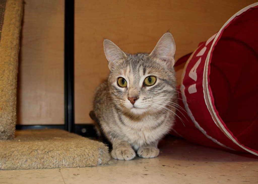 Felicity   SCAT @ Petsmart Adoption Centre