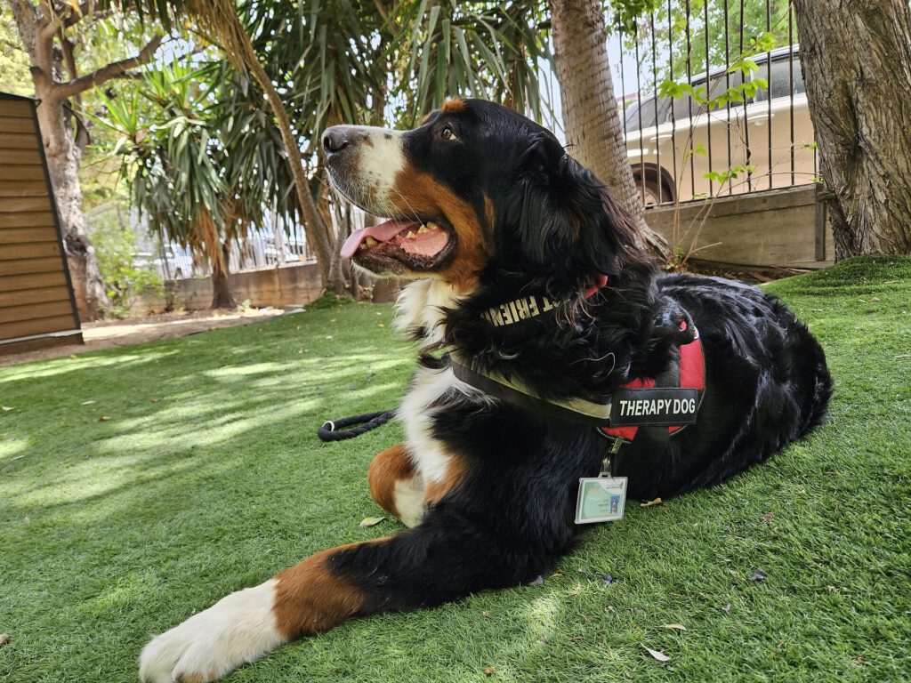 Rescue Dog Clement Finds Purpose as Therapy Animal After Trauma 1 Timmi the Therapy dog from Israel Bernese Mountain Dog 05
