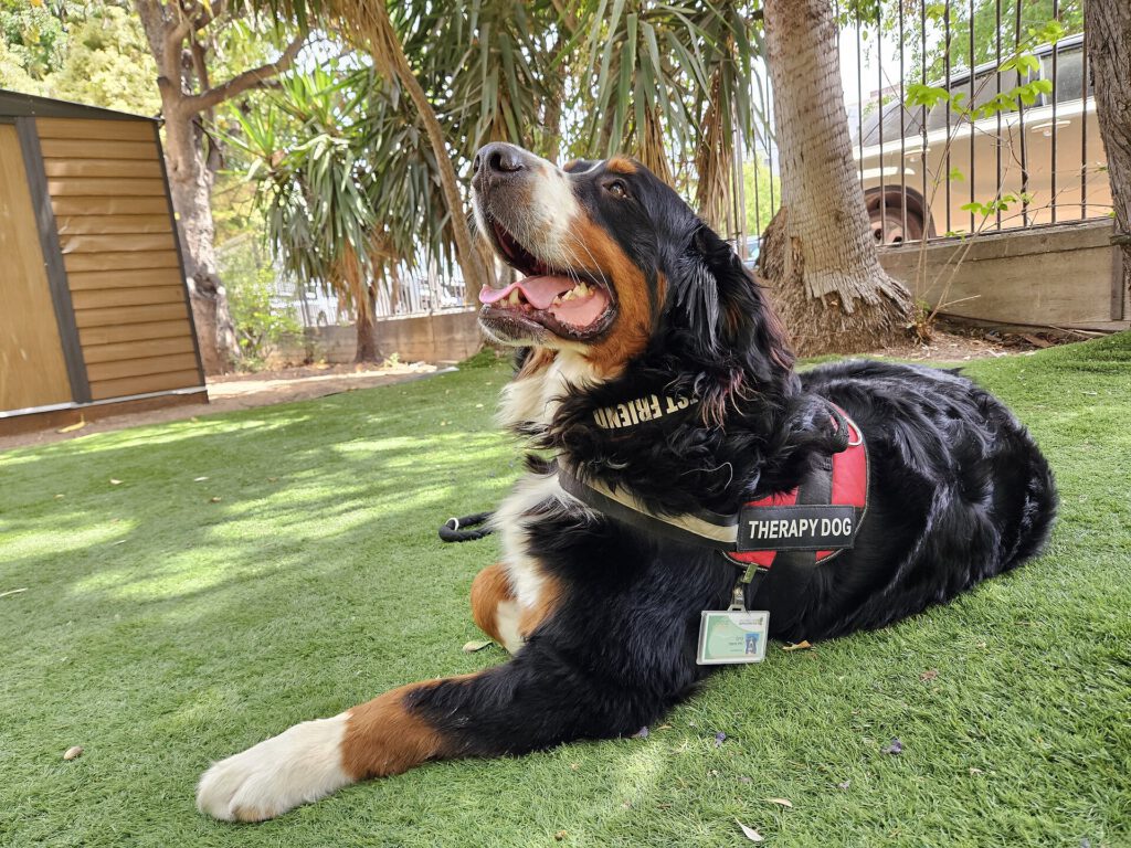 Rescue Dog Clement Finds Purpose as Therapy Animal After Trauma Rescue dog Clement sitting with elderly residents at Ashfields care home