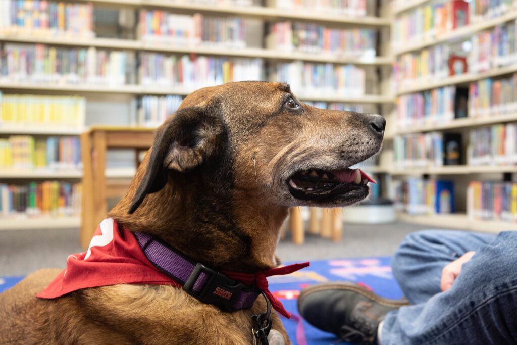 Rescue Dog Clement Finds Purpose as Therapy Animal After Trauma 2 Dog visits Wiesbaden Library for PaWs read aloud program