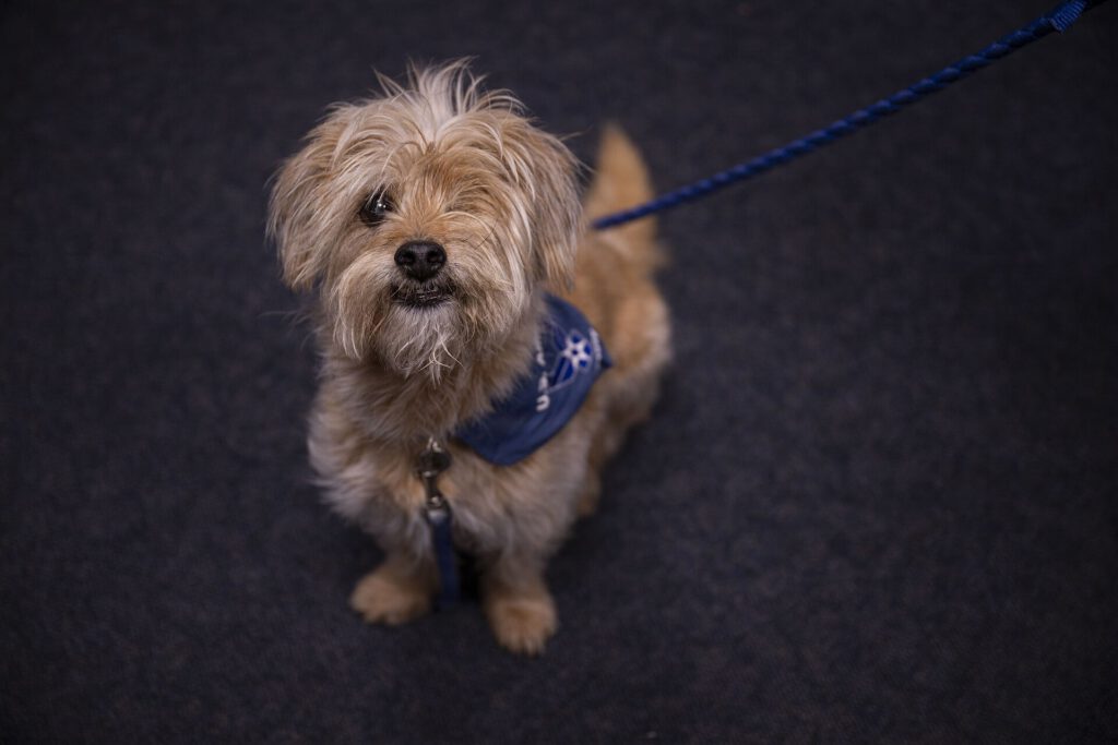 Rescue Dog Clement Finds Purpose as Therapy Animal After Trauma 3 Airman's Best Friend