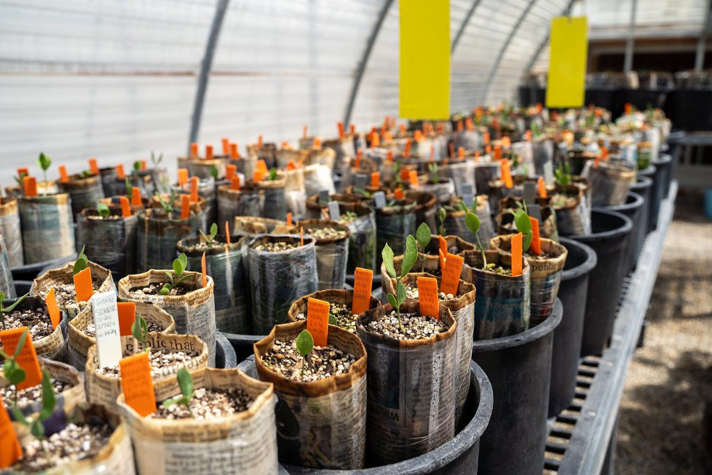 How to Safely Reuse Plastic Nursery Pots for Houseplants Cleaned plastic nursery pots ready for reuse in sustainable gardening
