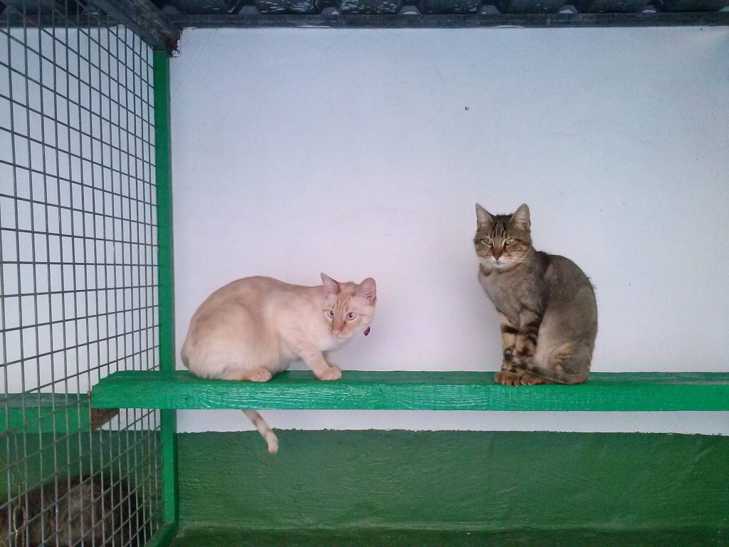 RSPCA Cat Crisis: Shelters Overflow as Influx Outpaces Rehoming A shelter environment with rows of cat enclosures during the RSPCA cat crisis