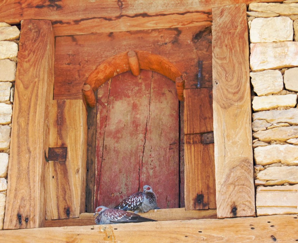 The Pigeon That Ruined a Child’s Spring in Somerset A pigeon perched on a windowsill in Somerset looking inside