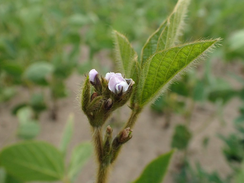 Glycine max kz04