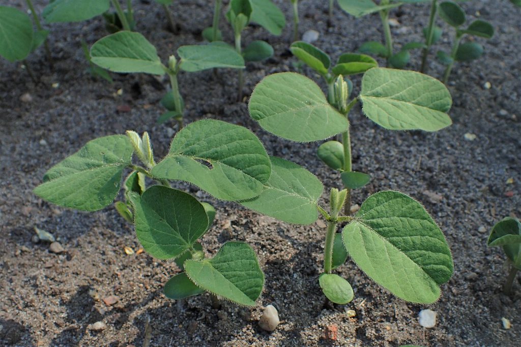 Soybeans and a molecular model representing the soy compound LPC70