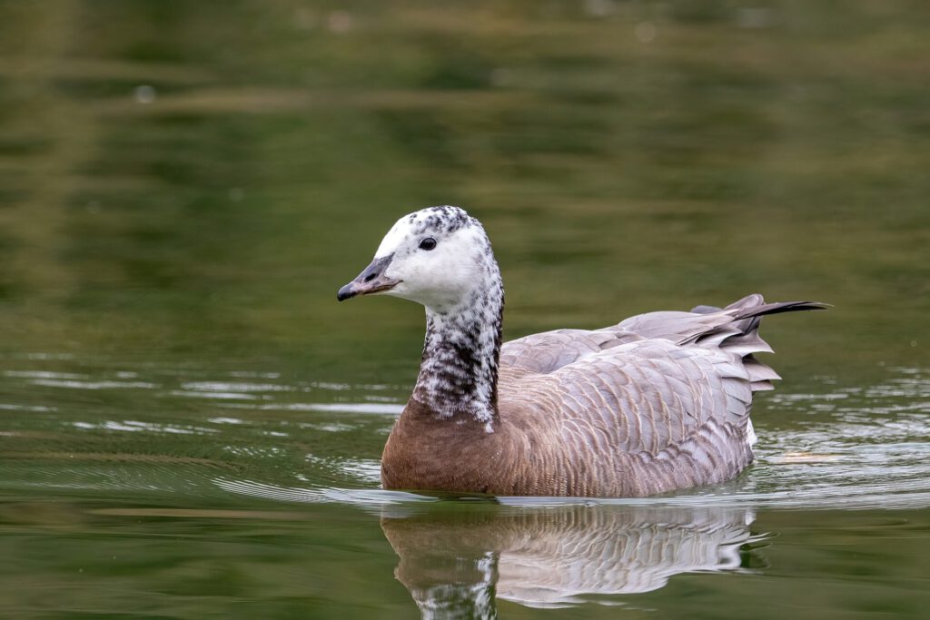 Thursday News Quiz: Elections, Budgets, and the Goose Mystery 1 Greylag Goose × Canada Goose hybrid, Paris, France