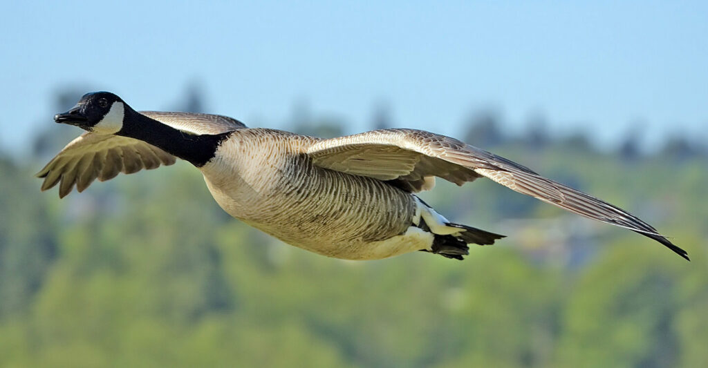 Thursday News Quiz: Elections, Budgets, and the Goose Mystery A goose standing in a field with a blurred background of election posters and budget documents