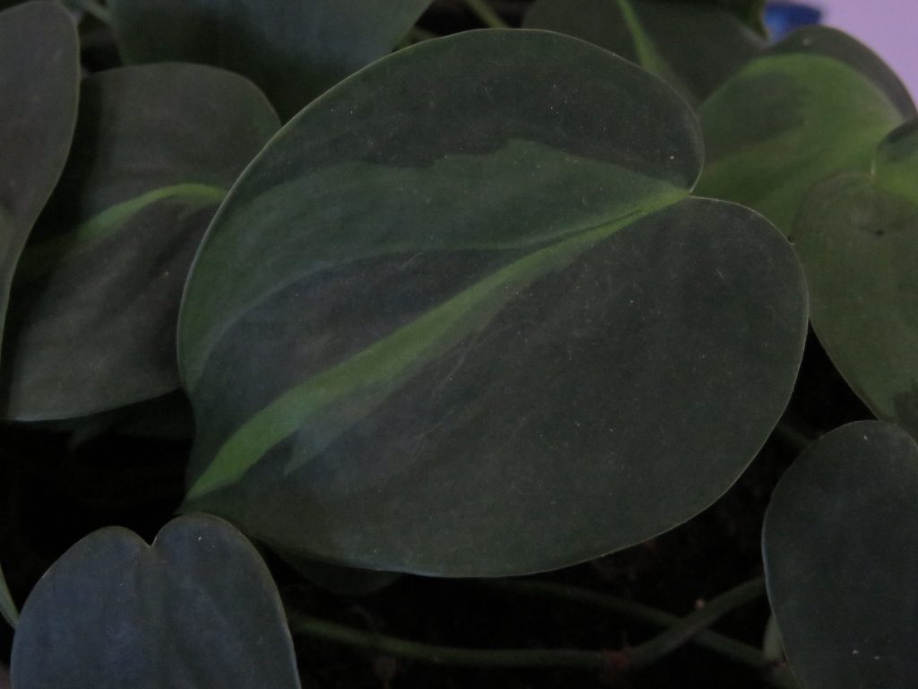 Houseplant Care: Is Trimming Brown Leaf Tips Safe? 1 Philodendron hederaceum oxycardium
