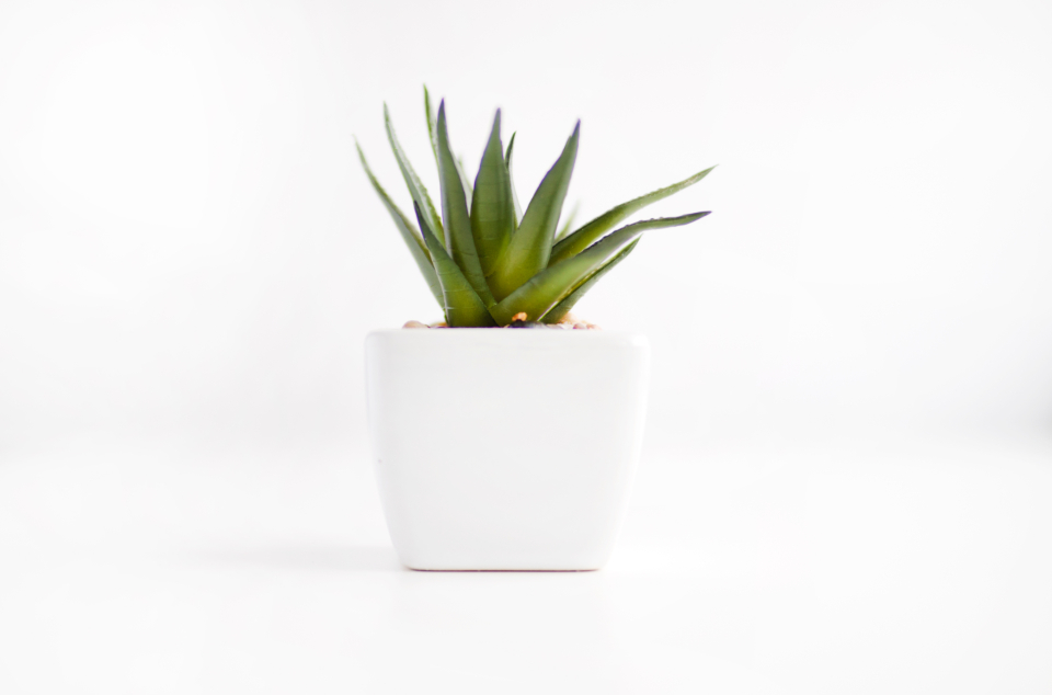 Houseplant Care: Is Trimming Brown Leaf Tips Safe? 2 Houseplant White