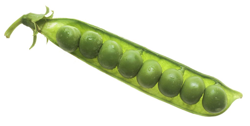 UK Pea Consumption Hits 50-Year Low as Chefs Push New Recipes 2 NCI peas in pod