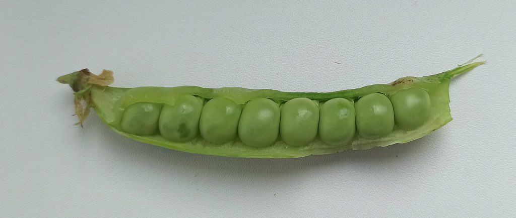 UK Pea Consumption Hits 50-Year Low as Chefs Push New Recipes 3 Green pea pod opened