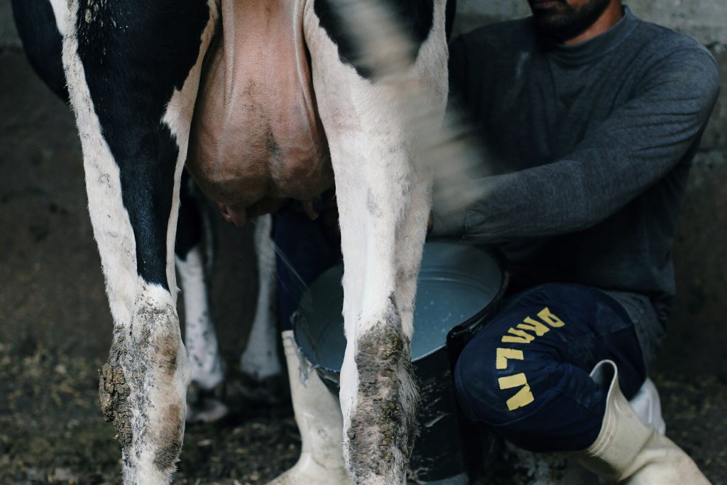US Medical Group Urges Raw Milk Ban Amid Sales Surge 1 Milk at the Source
