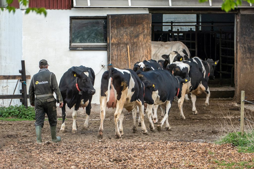 US Medical Group Urges Raw Milk Ban Amid Sales Surge Glass bottles of raw milk on a wooden table with a warning label