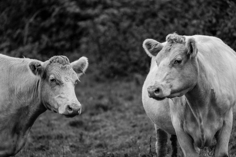 US Medical Group Urges Raw Milk Ban Amid Sales Surge 2 Cow Cattle