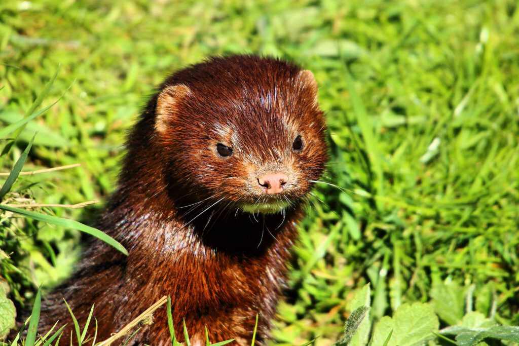 Bird Flu Outbreak at Utah Mink Farm Raises Pandemic Fears Mink farm facility in Utah during bird flu outbreak