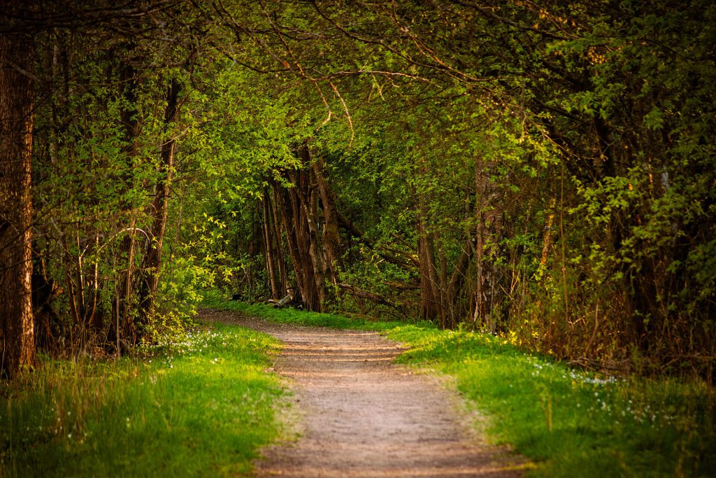 Wales Forest Trail Opens First Stage Linking Valleys to Woodlands 3 Forest path through a deciduous forest in spring, Finland