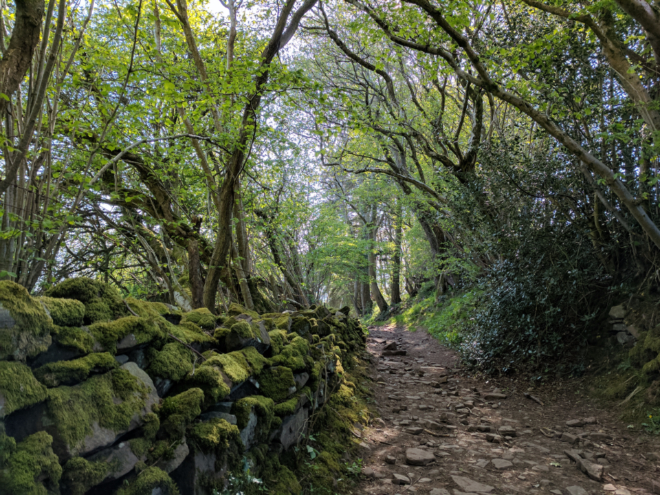 Wales Forest Trail Opens First Stage Linking Valleys to Woodlands Hikers walking on the Wales Forest Trail through a lush woodland in South Wales