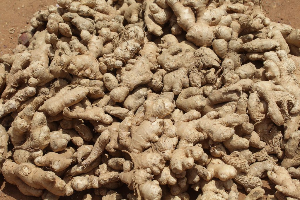 Fresh ginger rhizome 02