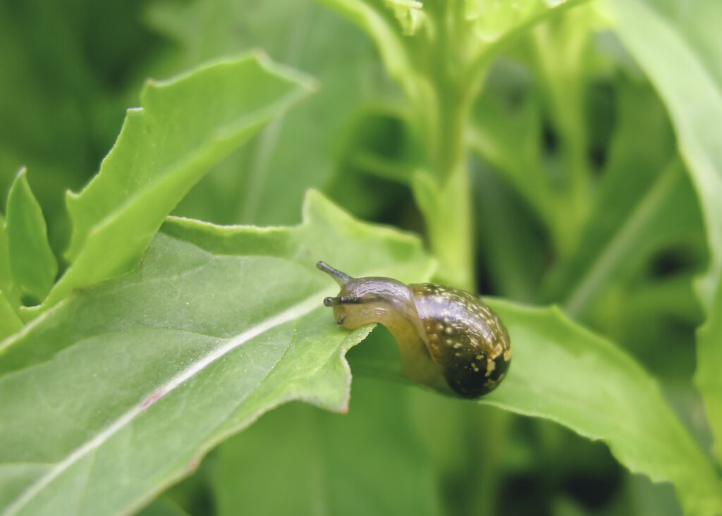 A garden snail on a piece of paper near a letterbox
