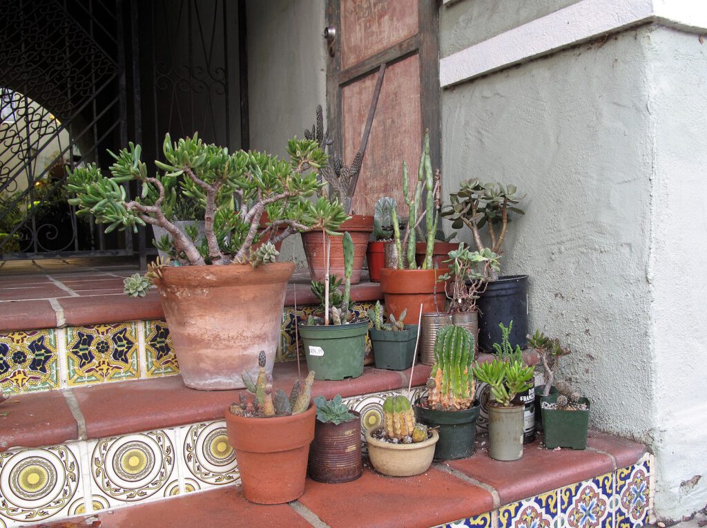 Succulent pot collection