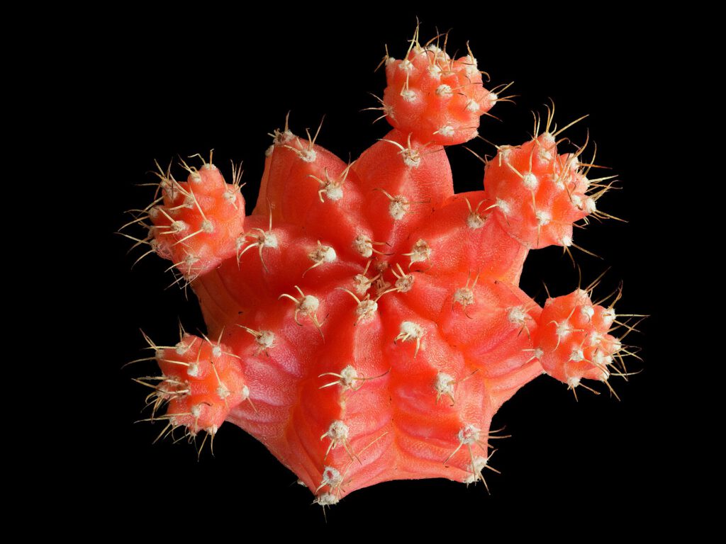Healthy compact cactus in low light during winter houseplant care