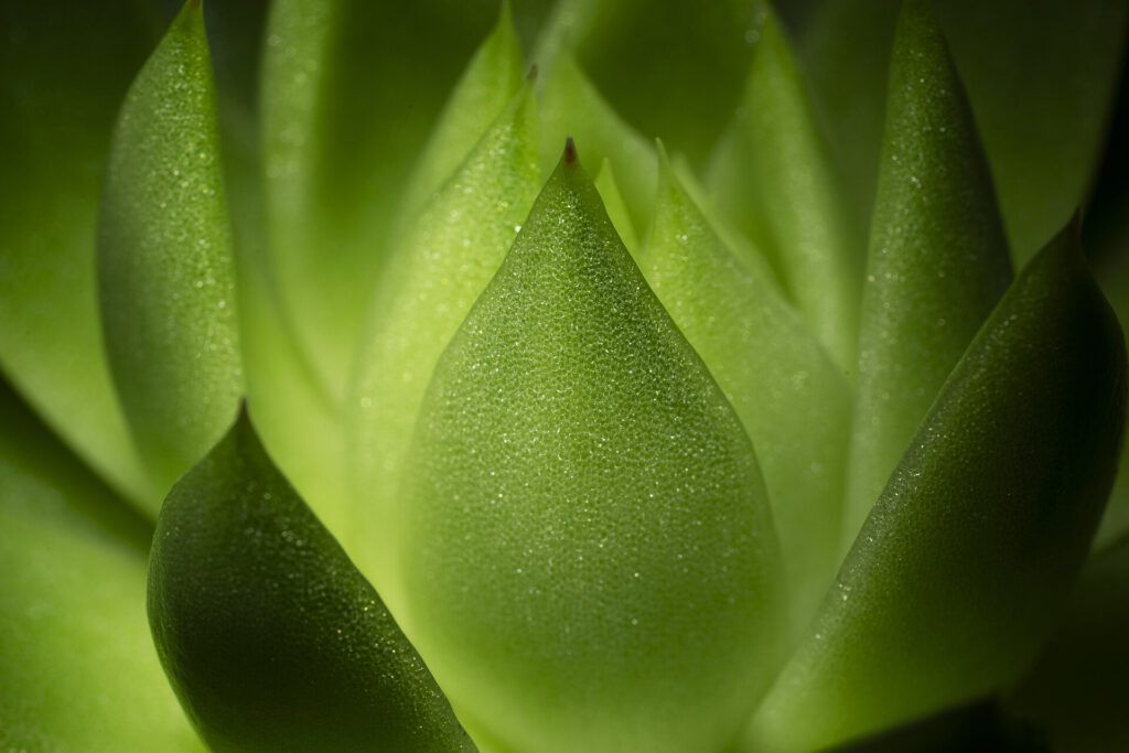 Succulent leaf surface macro
